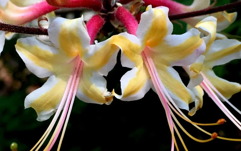 Millie Mac Native Azalea (Rhododendron) - 3 Gallon Pot 4 Millie Mac Native Azalea (Rhododendron) - 3 Gallon Pot - Image 4