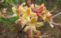 Millie Mac Native Azalea (Rhododendron) - 3 Gallon Pot 10 Millie Mac Native Azalea (Rhododendron) - 3 Gallon Pot -Good Housekeeping Shop rhododendron millie mac native azalea 2