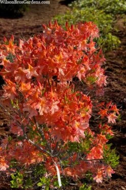 Pat Ryan Aromi Azalea (Rhododendron Hybrid) - 3 Gallon Pot -Good Housekeeping Shop rhododendron pat ryan native azalea 104 1