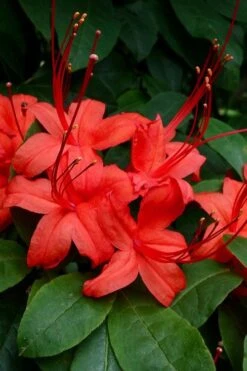 Plum Leaf Native Azalea (Rhododendron Prunifolium) - 3 Gallon Pot -Good Housekeeping Shop rhododendron prunifolium plum leaf azalea 3