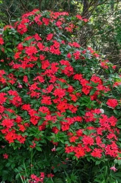 Plum Leaf Native Azalea (Rhododendron Prunifolium) - 3 Gallon Pot -Good Housekeeping Shop rhododendron prunifolium plum leaf azalea 5