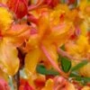 Tallulah Sunrise Native Azalea (Rhododendron) - 1 Gallon Pot