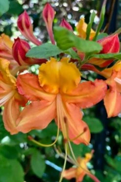 Verdie Sommerville Azalea (Rhododendron) - 3 Gallon Pot 7 Verdie Sommerville Azalea (Rhododendron) - 3 Gallon Pot -Good Housekeeping Shop rhododendron verdie sommerville azalea 1