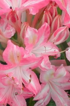 Ribbon Candy Swamp Azalea (Rhododendron Viscosum) - 1 Gallon Pot 9 Ribbon Candy Swamp Azalea (Rhododendron Viscosum) - 1 Gallon Pot -Good Housekeeping Shop rhododendron viscosum ribbon candy swamp azalea 1