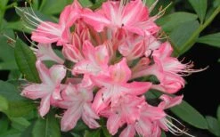Ribbon Candy Swamp Azalea (Rhododendron Viscosum) - 1 Gallon Pot 10 Ribbon Candy Swamp Azalea (Rhododendron Viscosum) - 1 Gallon Pot -Good Housekeeping Shop rhododendron viscosum ribbon candy swamp azalea 3