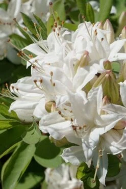 Swamp Azalea (Rhododendron Viscosum) - 3 Gallon Pot -Good Housekeeping Shop rhododendron viscosum swamp azalea 1