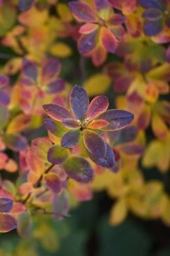 Swamp Azalea (Rhododendron Viscosum) - 3 Gallon Pot -Good Housekeeping Shop rhododendron viscosum swamp azalea 2