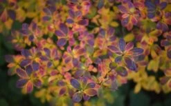 Swamp Azalea (Rhododendron Viscosum) - 3 Gallon Pot -Good Housekeeping Shop rhododendron viscosum swamp azalea 3 1