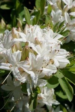 Swamp Azalea (Rhododendron Viscosum) - 3 Gallon Pot -Good Housekeeping Shop rhododendron viscosum swamp azalea 5