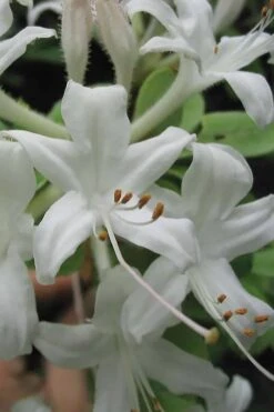 Swamp Azalea (Rhododendron Viscosum) - 3 Gallon Pot