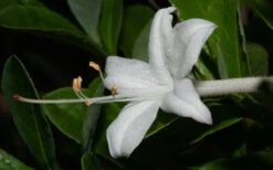 Swamp Azalea (Rhododendron Viscosum) - 3 Gallon Pot -Good Housekeeping Shop rhododendron viscosum swamp azalea 8