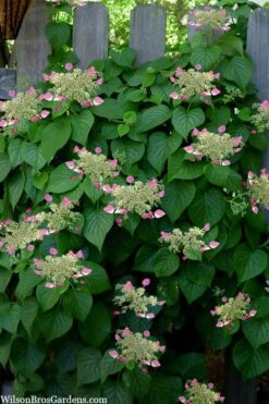 Rose Sensation Pink Climbing Hydrangea Vine - 3 Gallon Pot -Good Housekeeping Shop schizophragma hydrangeoides rose sensation climbing hydrangea 104