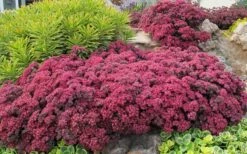 Dazzleberry Sedum - 5 Pack Of 4" Pint Pots 11 Dazzleberry Sedum - 5 Pack Of 4" Pint Pots -Good Housekeeping Shop sedum dazzleberry stonecrop 3