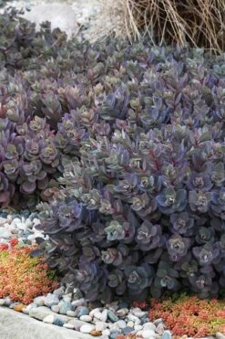 Dazzleberry Sedum - 5 Pack Of 4" Pint Pots 9 Dazzleberry Sedum - 5 Pack Of 4" Pint Pots -Good Housekeeping Shop sedum dazzleberry stonecrop 6