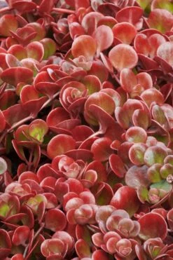 Coral Reef Sedum - 5-Pack Of Pint Pots 10 Coral Reef Sedum - 5-Pack Of Pint Pots -Good Housekeeping Shop sedum tectractinum coral reef stonecrop 1 1