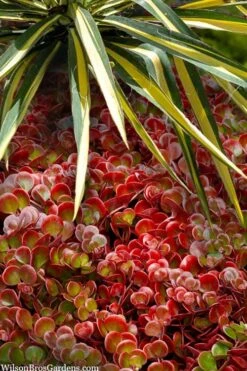 Coral Reef Sedum Tetractinum - 10 Pack Of 4" Pint Pots -Good Housekeeping Shop sedum tetractinum coral reef 20