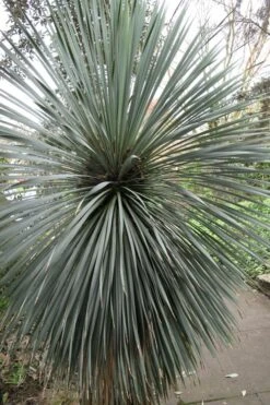 Big Bend Yucca Rostrata - 3 Gallon Pot -Good Housekeeping Shop yucca rostrata big bend beaked yucca 15