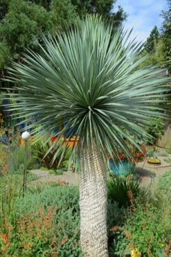 Big Bend Yucca Rostrata - 3 Gallon Pot -Good Housekeeping Shop yucca rostrata big bend beaked yucca 16