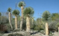 Big Bend Yucca Rostrata - 3 Gallon Pot -Good Housekeeping Shop yucca rostrata big bend beaked yucca 17