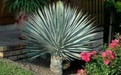 Big Bend Yucca Rostrata - 3 Gallon Pot -Good Housekeeping Shop yucca rostrata big bend beaked yucca 19