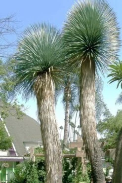 Big Bend Yucca Rostrata - 3 Gallon Pot -Good Housekeeping Shop yucca rostrata big bend beaked yucca 21