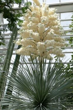 Big Bend Yucca Rostrata - 3 Gallon Pot -Good Housekeeping Shop yucca rostrata big bend beaked yucca 3