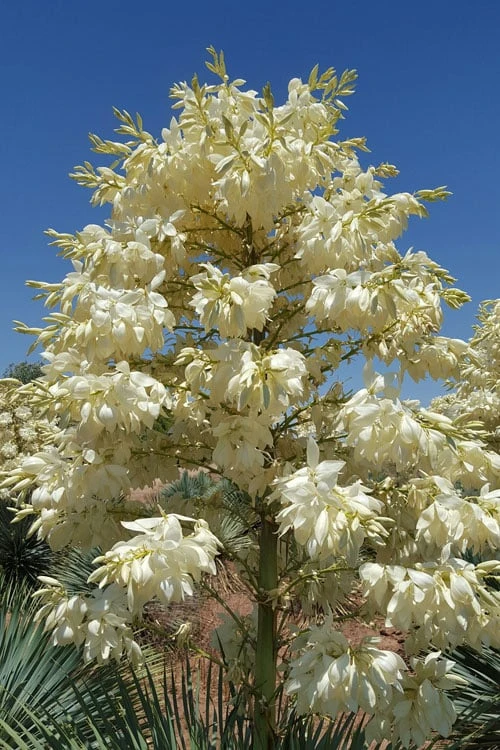 Sapphire Skies Big Bend Yucca Rostrata - 1 Gallon Pot 5 Sapphire Skies Big Bend Yucca Rostrata - 1 Gallon Pot - Image 5