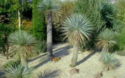 Sapphire Skies Big Bend Yucca Rostrata - 1 Gallon Pot 15 Sapphire Skies Big Bend Yucca Rostrata - 1 Gallon Pot -Good Housekeeping Shop yucca rostrata big bend beaked yucca 7 1