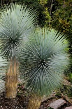 Big Bend Yucca Rostrata - 3 Gallon Pot -Good Housekeeping Shop yucca rostrata big bend beaked yucca 9