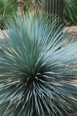 Sapphire Skies Big Bend Yucca Rostrata - 1 Gallon Pot 17 Sapphire Skies Big Bend Yucca Rostrata - 1 Gallon Pot -Good Housekeeping Shop yucca rostrata sapphire skies 4