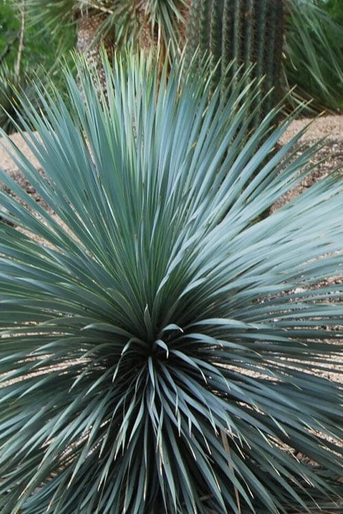 Sapphire Skies Big Bend Yucca Rostrata - 1 Gallon Pot 9 Sapphire Skies Big Bend Yucca Rostrata - 1 Gallon Pot - Image 9