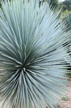 Sapphire Skies Big Bend Yucca Rostrata - 1 Gallon Pot 14 Sapphire Skies Big Bend Yucca Rostrata - 1 Gallon Pot -Good Housekeeping Shop yucca rostrata sapphire skies 7