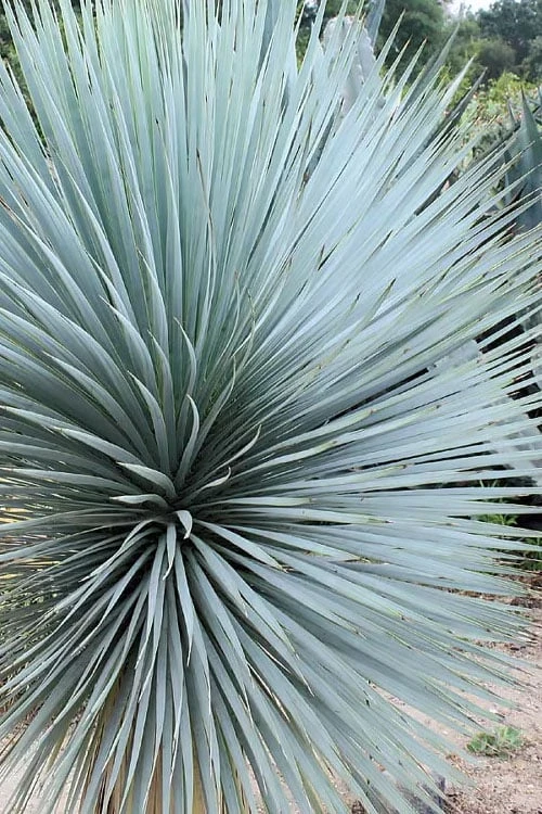 Sapphire Skies Big Bend Yucca Rostrata - 1 Gallon Pot 6 Sapphire Skies Big Bend Yucca Rostrata - 1 Gallon Pot - Image 6