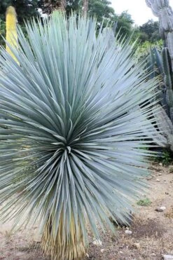Sapphire Skies Big Bend Yucca Rostrata - 1 Gallon Pot 12 Sapphire Skies Big Bend Yucca Rostrata - 1 Gallon Pot -Good Housekeeping Shop yucca rostrata sapphire skies 8