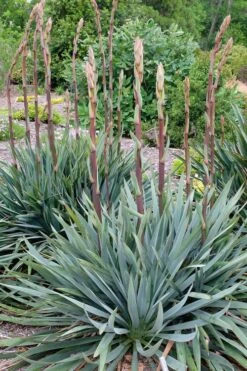 Silver Anniversary Yucca - 1 Gallon Pot -Good Housekeeping Shop yucca silver anniversary 1