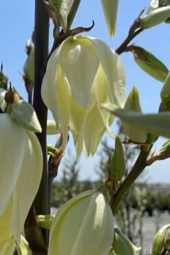 Silver Anniversary Yucca - 1 Gallon Pot -Good Housekeeping Shop yucca silver anniversary 2