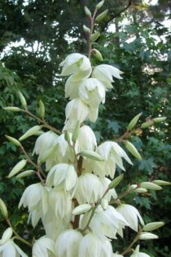Silver Anniversary Yucca - 1 Gallon Pot -Good Housekeeping Shop yucca silver anniversary 3