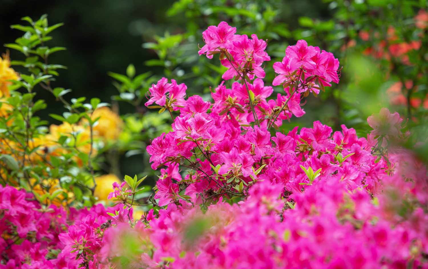 Good Housekeeping Shop -Good Housekeeping Shop GettyImages 1407691290 e64aee36c35e49c993d7e6a9670460a2